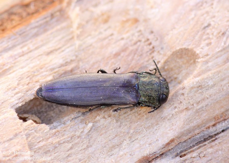 polník úzký, Agrilus angustulus (Illiger, 1803), Buprestidae (Brouci, Coleoptera)